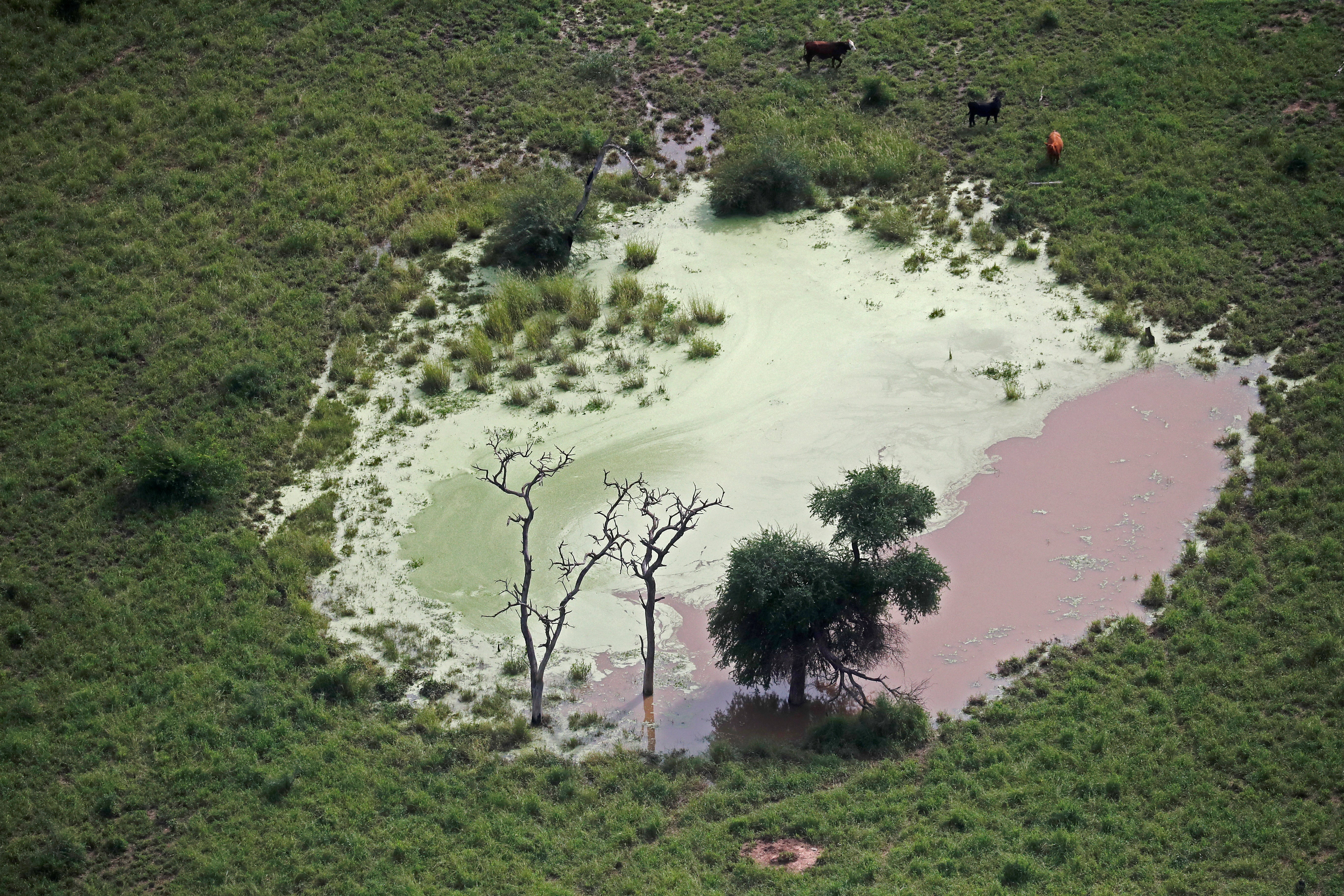 An aerial view shows a tree and cattle in a deforested area, near Las Lomitas, in Formosa, Argentina