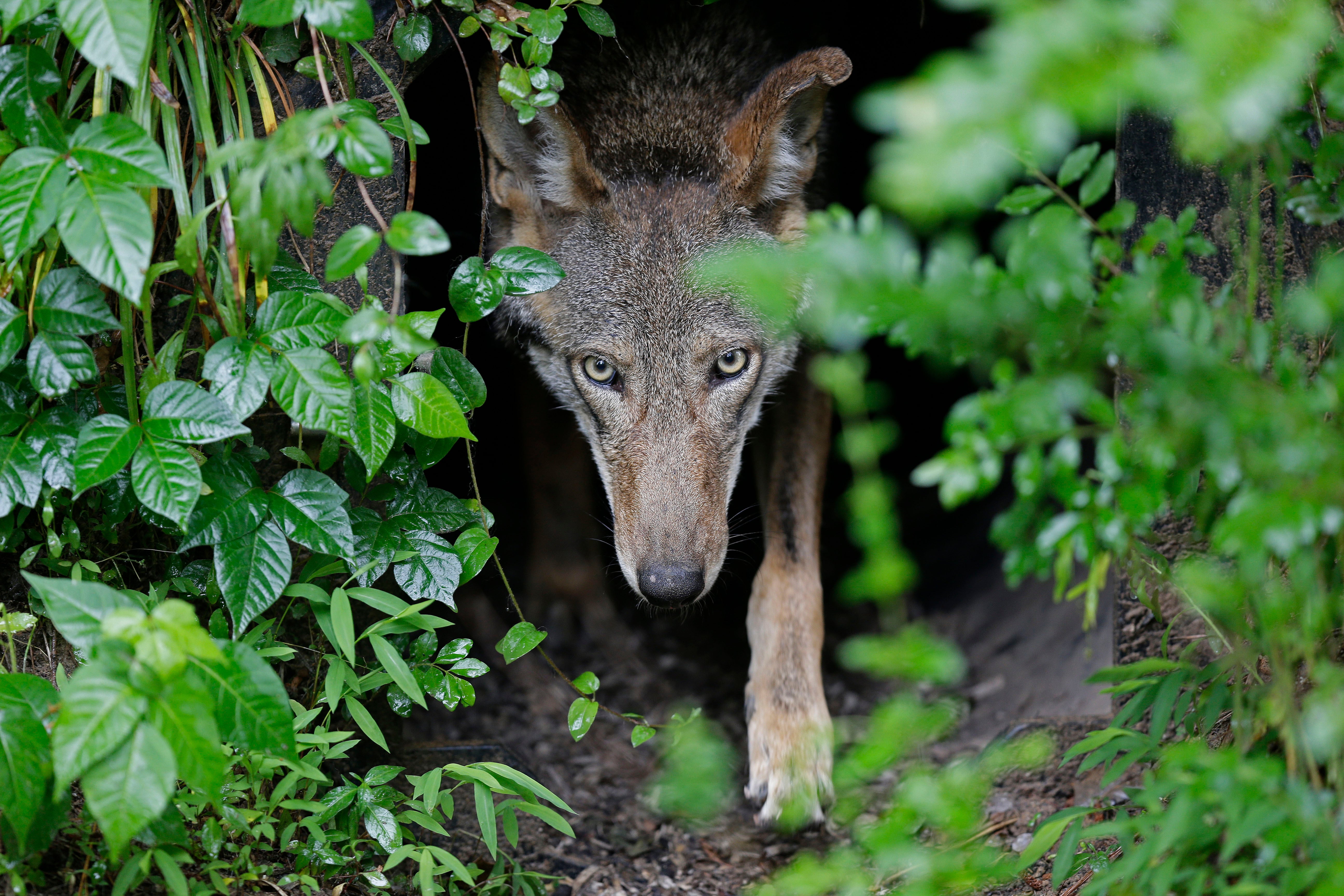 Red Wolves