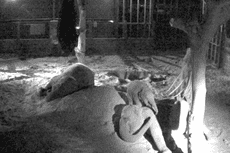 Zoo’s night-vision footage of Asian elephants ‘vital to protect species in wild’