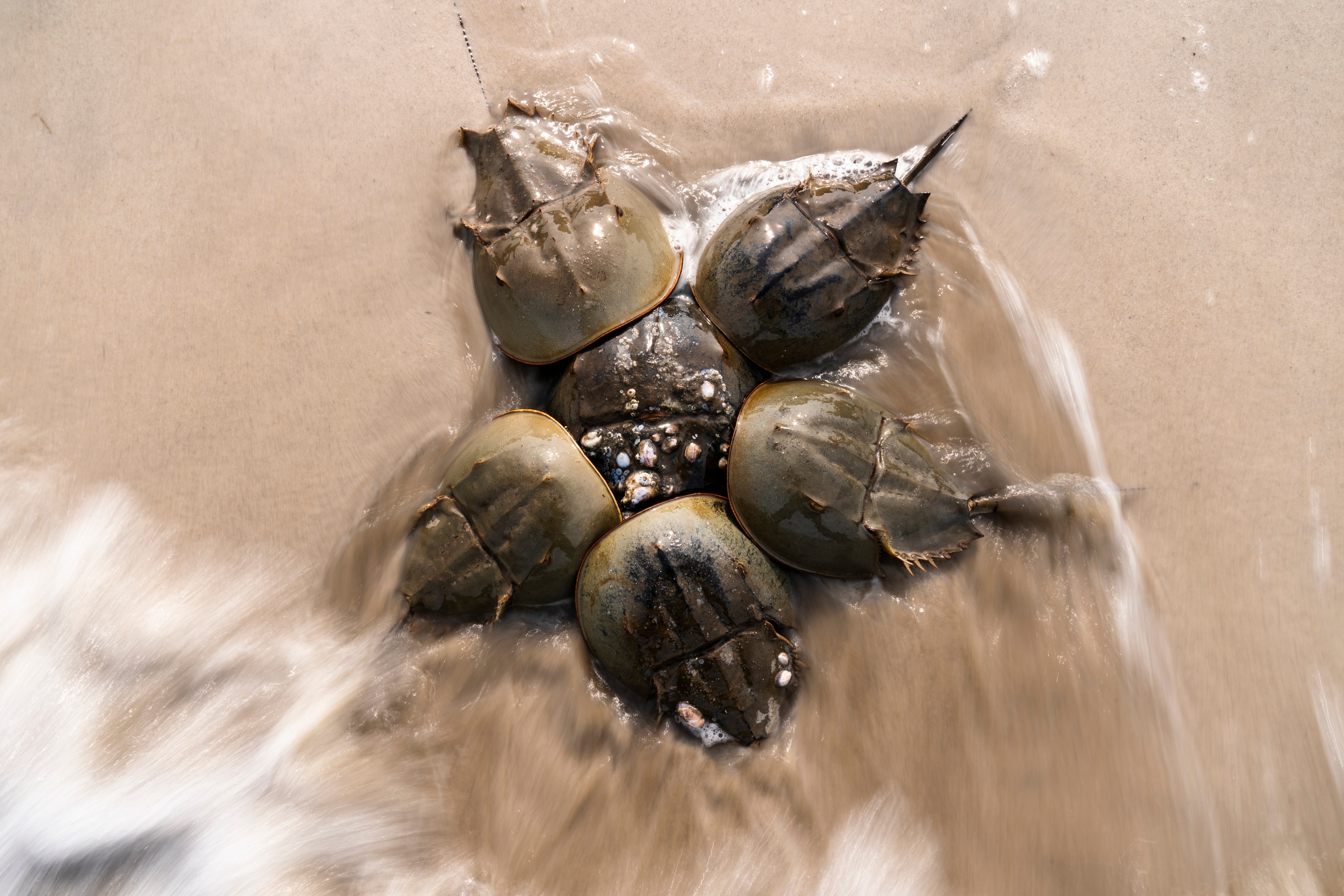 Horseshoe Crab Harvest