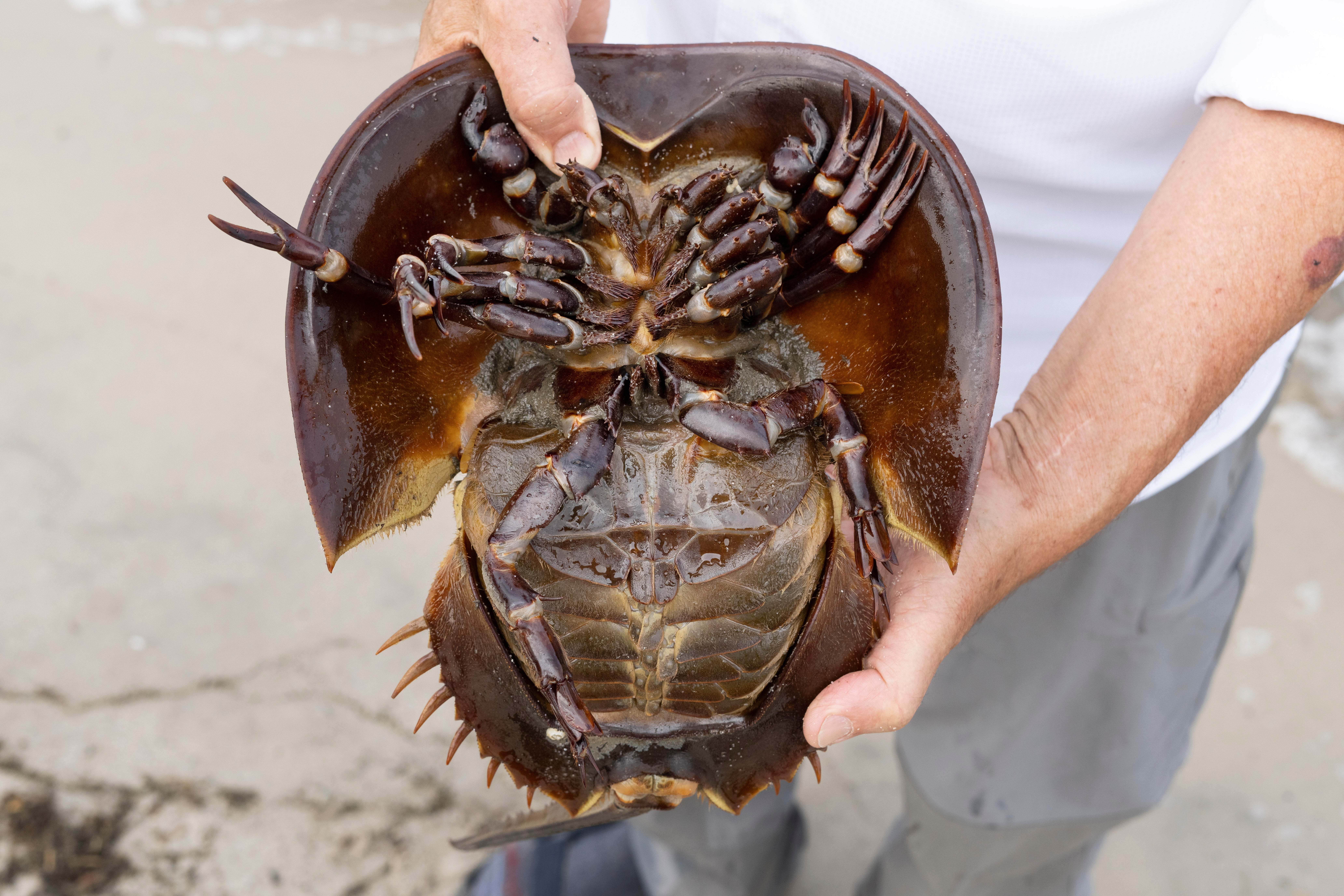Horseshoe Crab Harvest