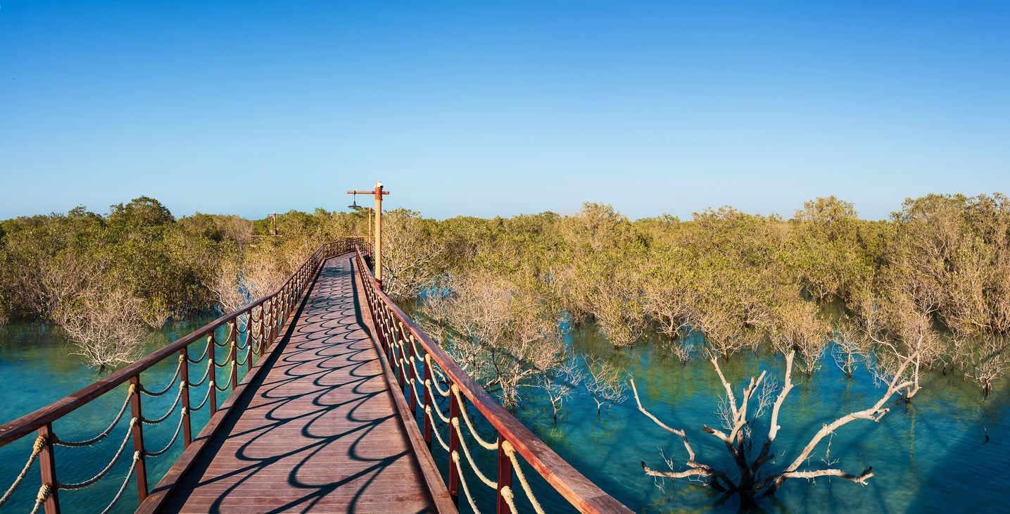 Mangroves are a type of shrub that grow along coastlines and tidal rivers