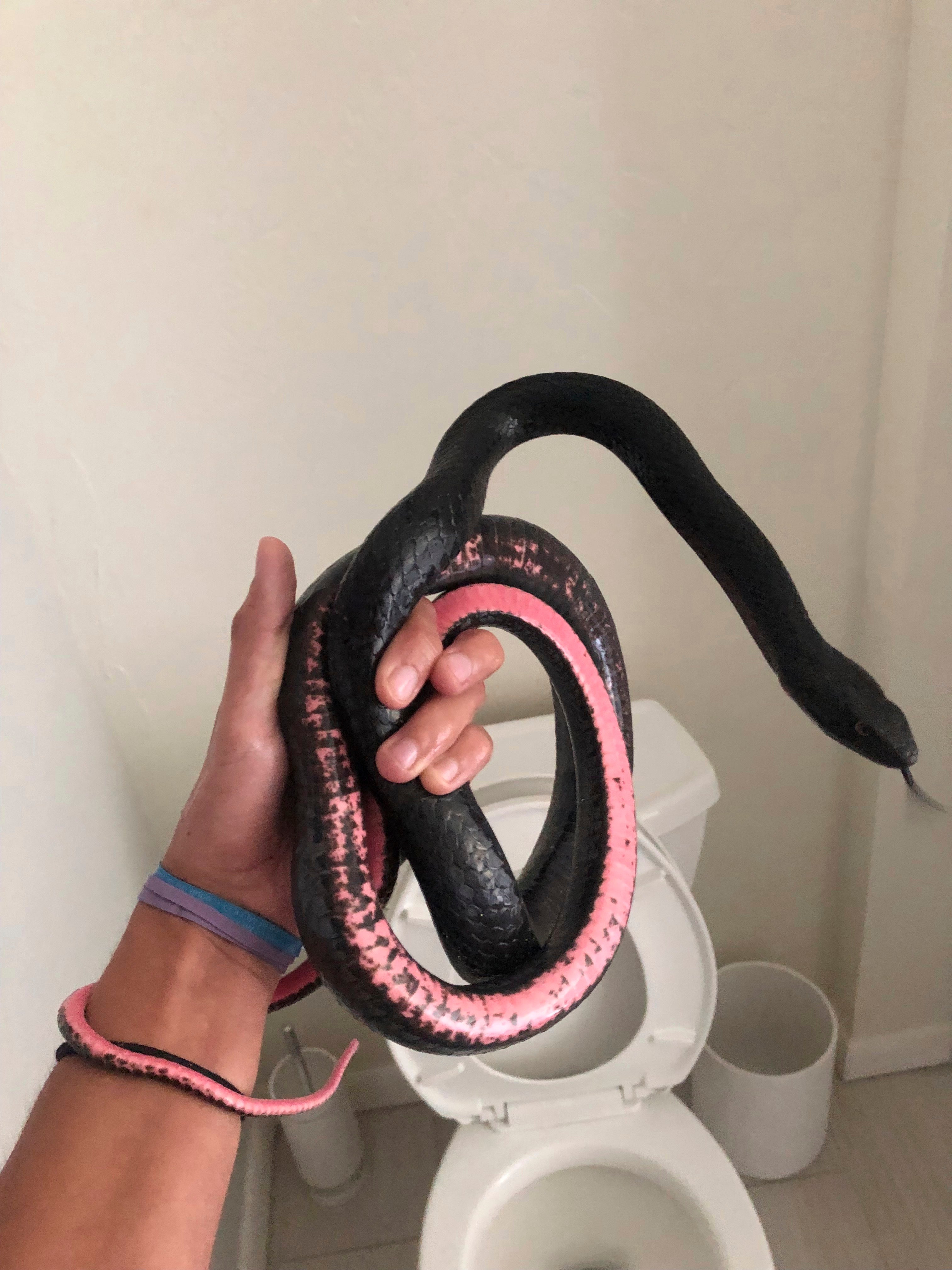 Snake in Toilet