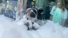 Watch: Black bear Finn enjoy first bubble bath at zoo in Knoxville