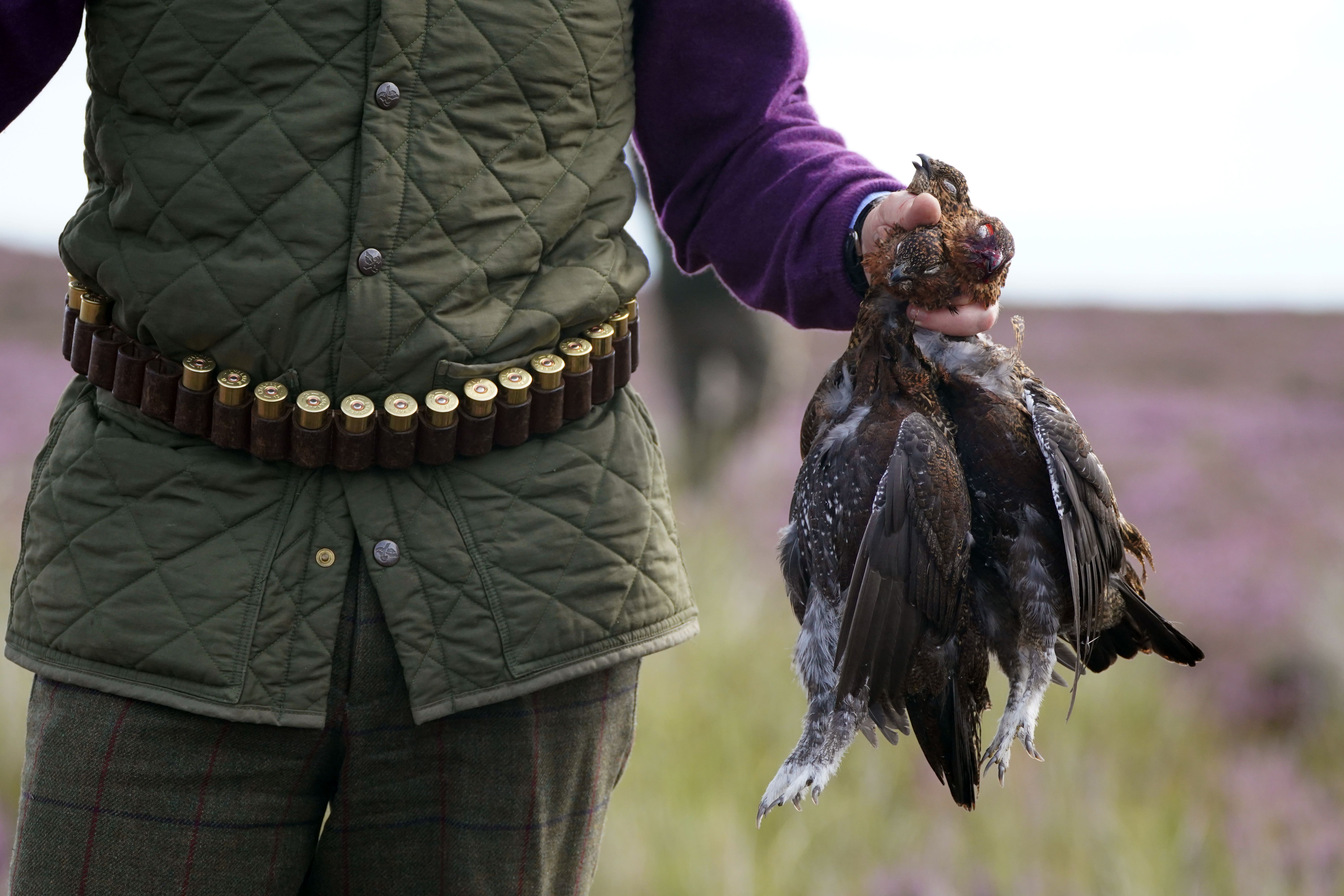 The grouse-shooting season begins on Saturday (Owen Humphreys/PA)