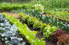 Here’s the best time to plant fruits and vegetables