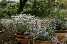 When should you take your plants inside?