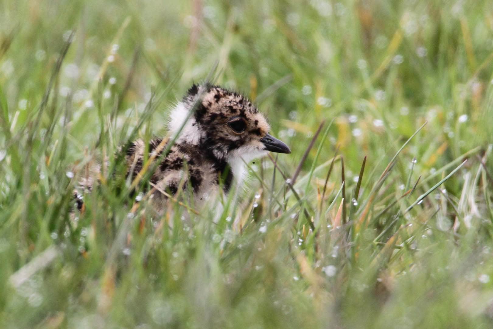 Lapwings have been spotted in Lecale Fens in Northern Ireland (Ulster Wildlife/PA)