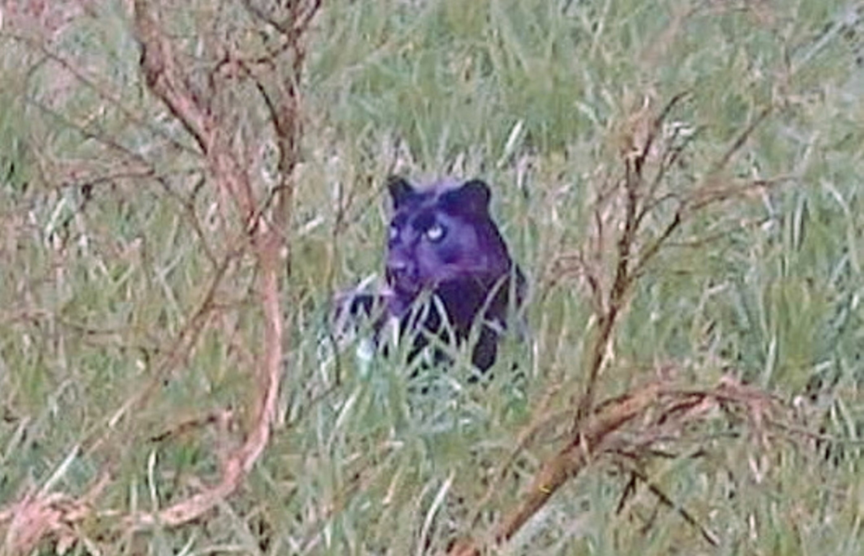 Documentary makers have discovered what they claim is the 'clearest ever' photo of a big cat prowling the British countryside