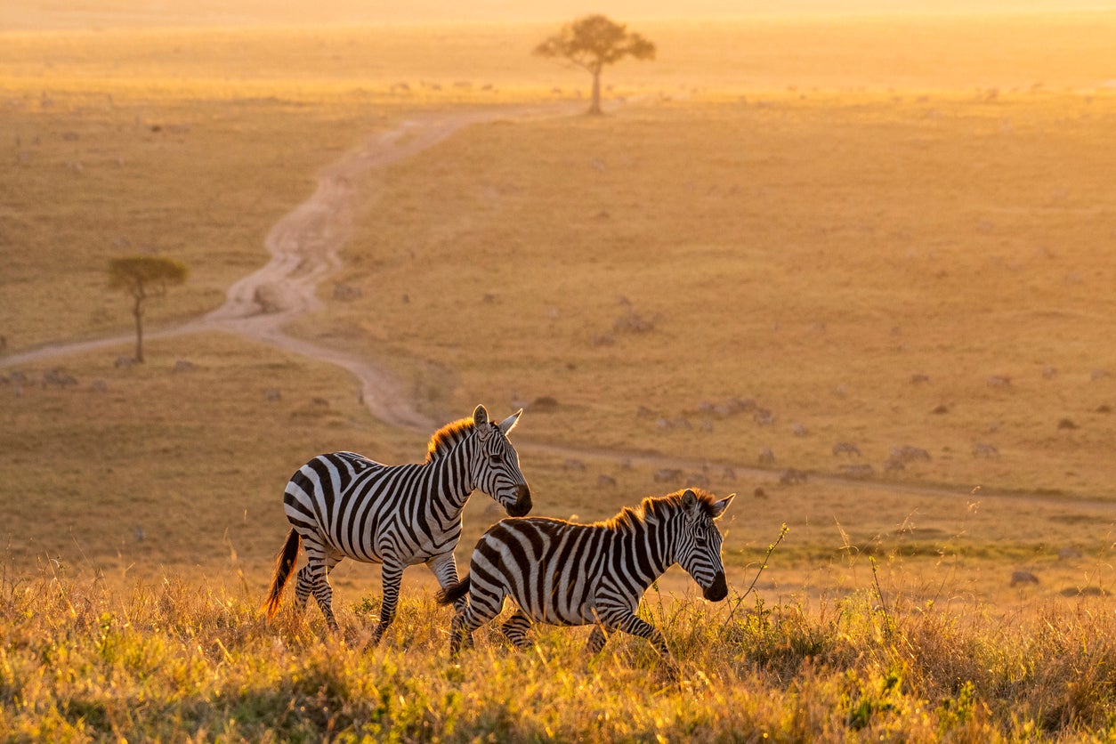 Spotting the Big Five meets candlelit bush dinners in the Kenyan game reserve