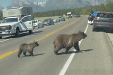 Grizzly mother bear ‘looks both ways’ before crossing busy road with cub