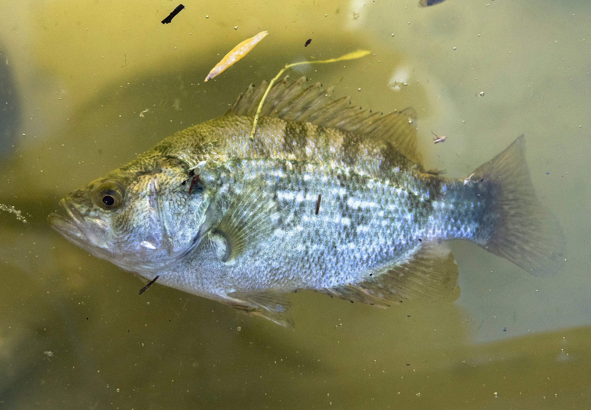 California Climate Change Angling