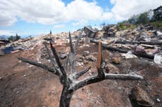 Space lasers, boat burnings and elite land grabs: How the Maui wildfires became fodder for conspiracy theorists