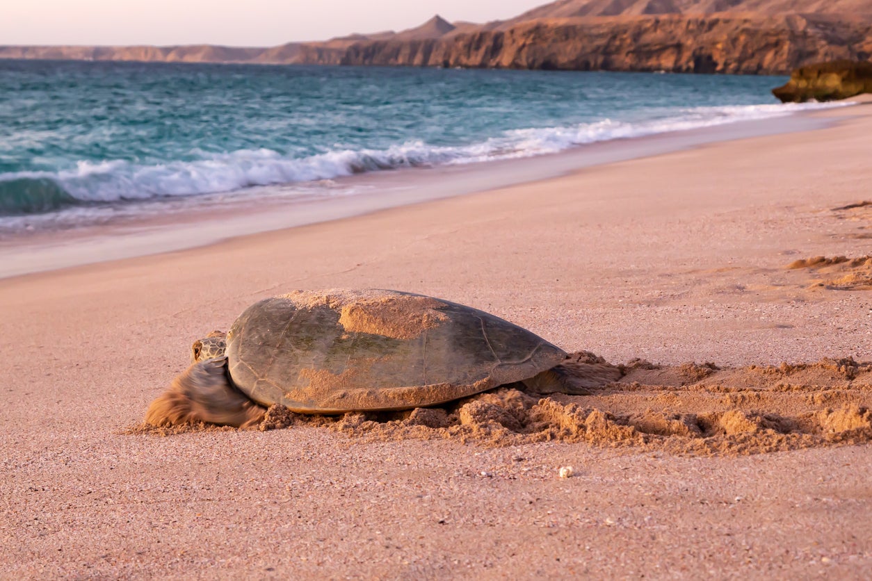 Ras al Jinz is a protected wildlife area