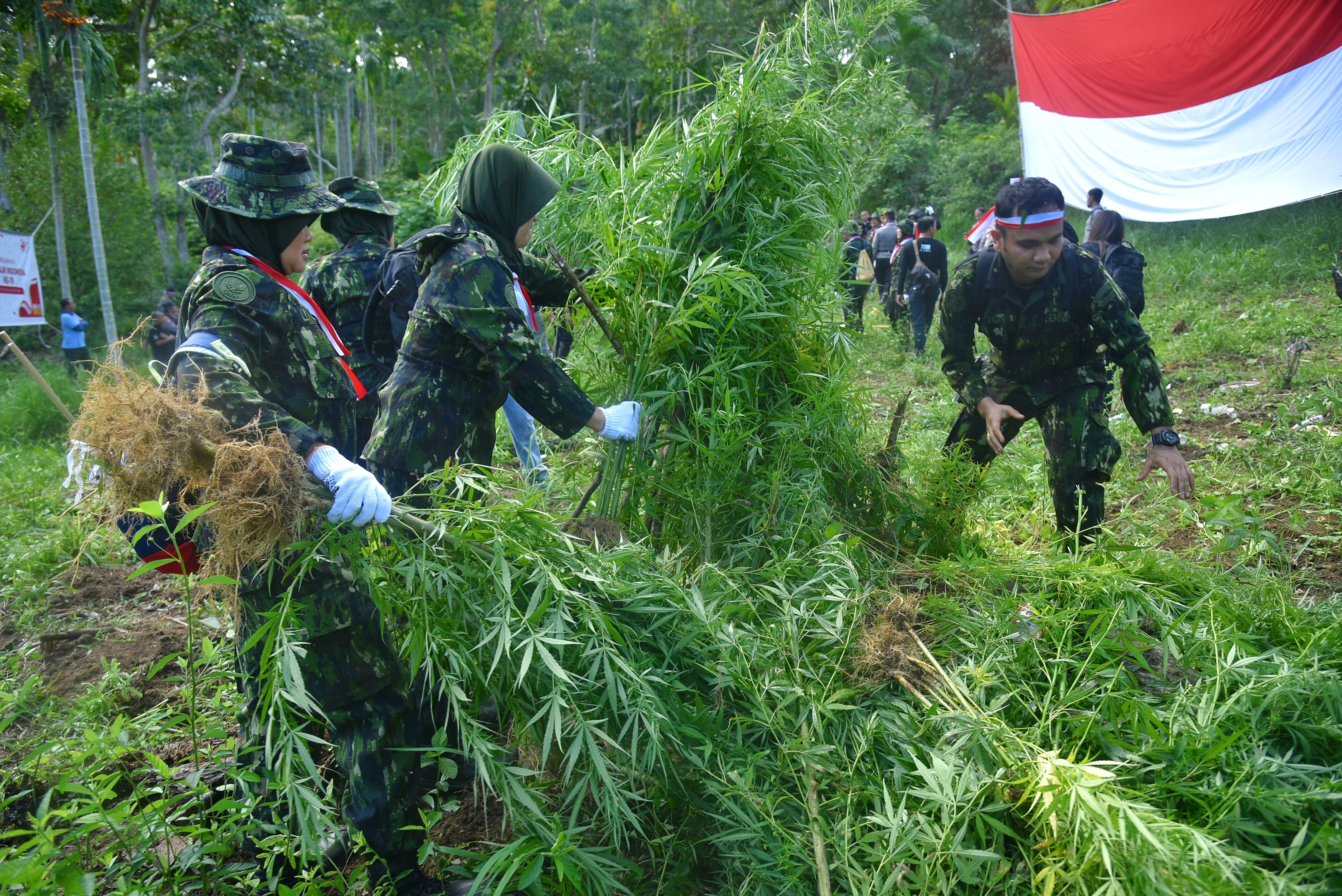 Indonesia Marijuana
