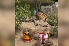 ‘Mystic’ meerkats predict who will win World Cup final as Lionesses prepare to face Spain