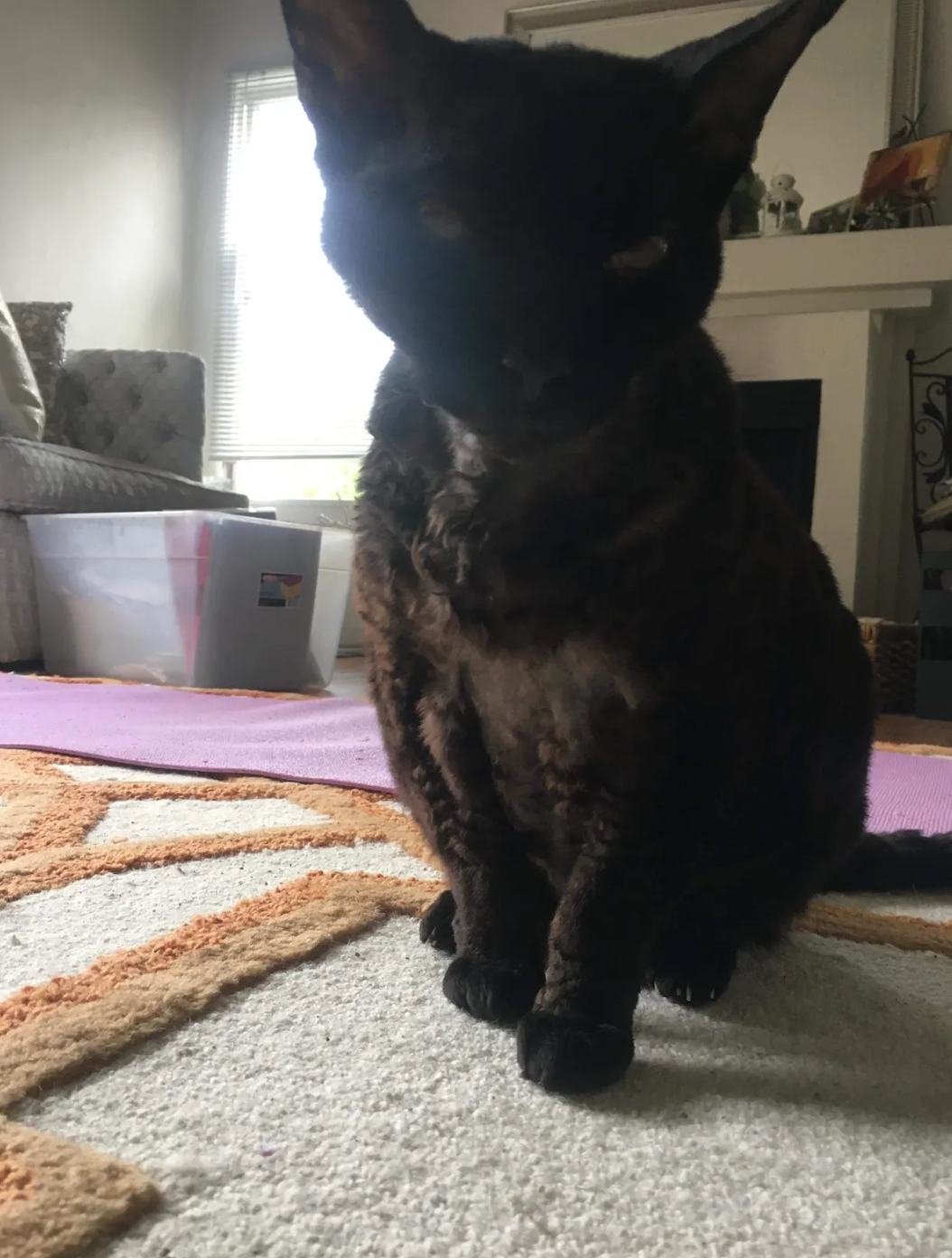 Camela Leierth-Segura’s 19-year-old cat Morris is also missing