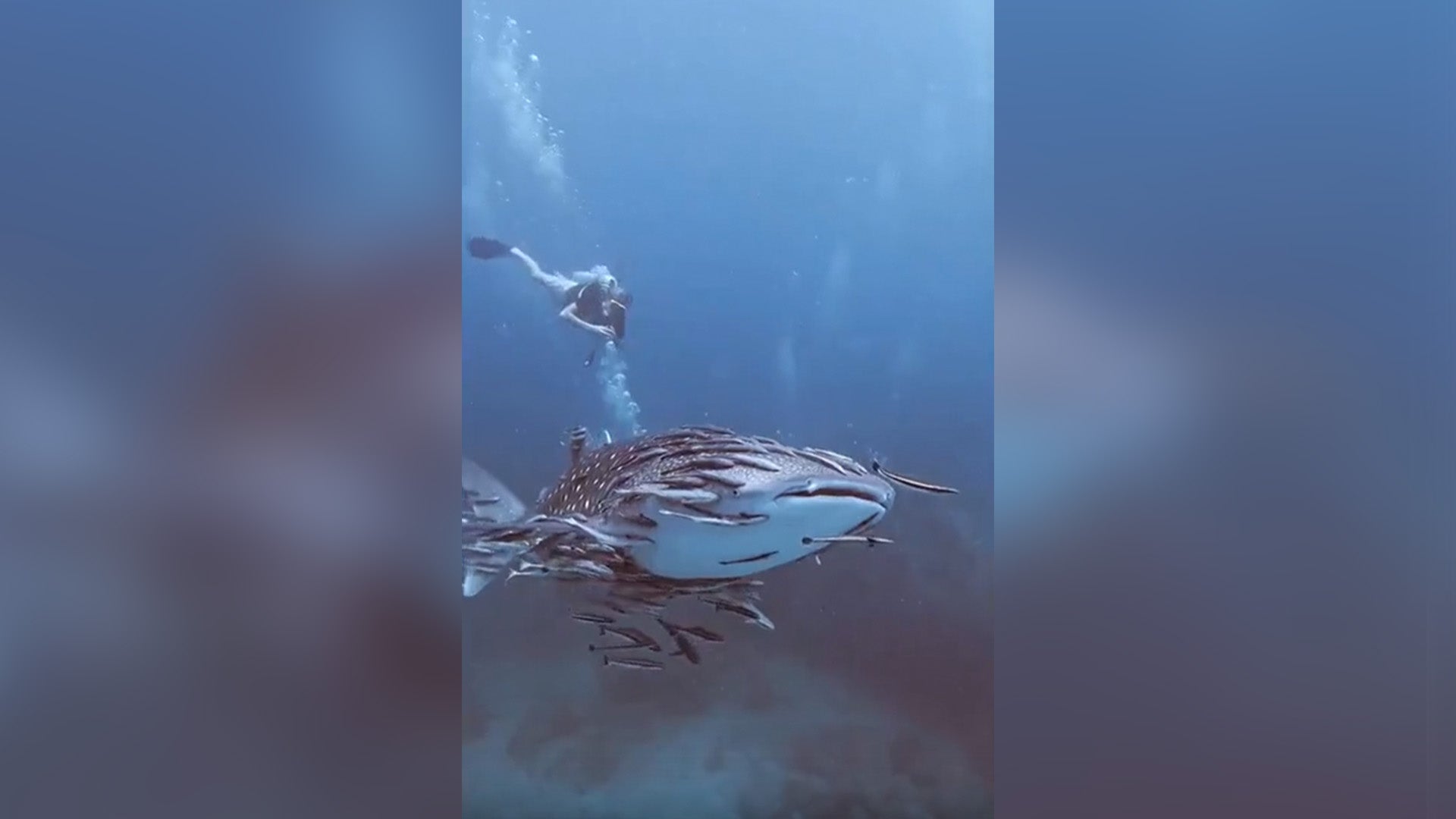 Whale shark ‘dances’ with fish in mesmerising spectacle off Thailand coast