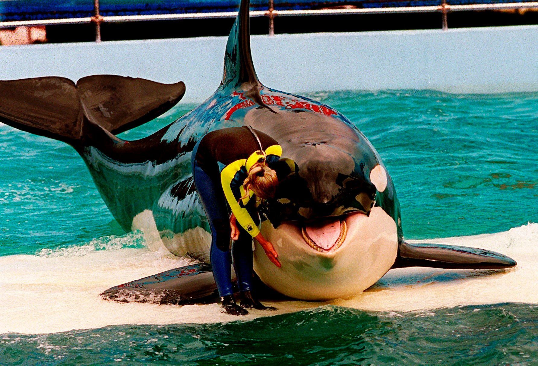 Orca Death Lolita