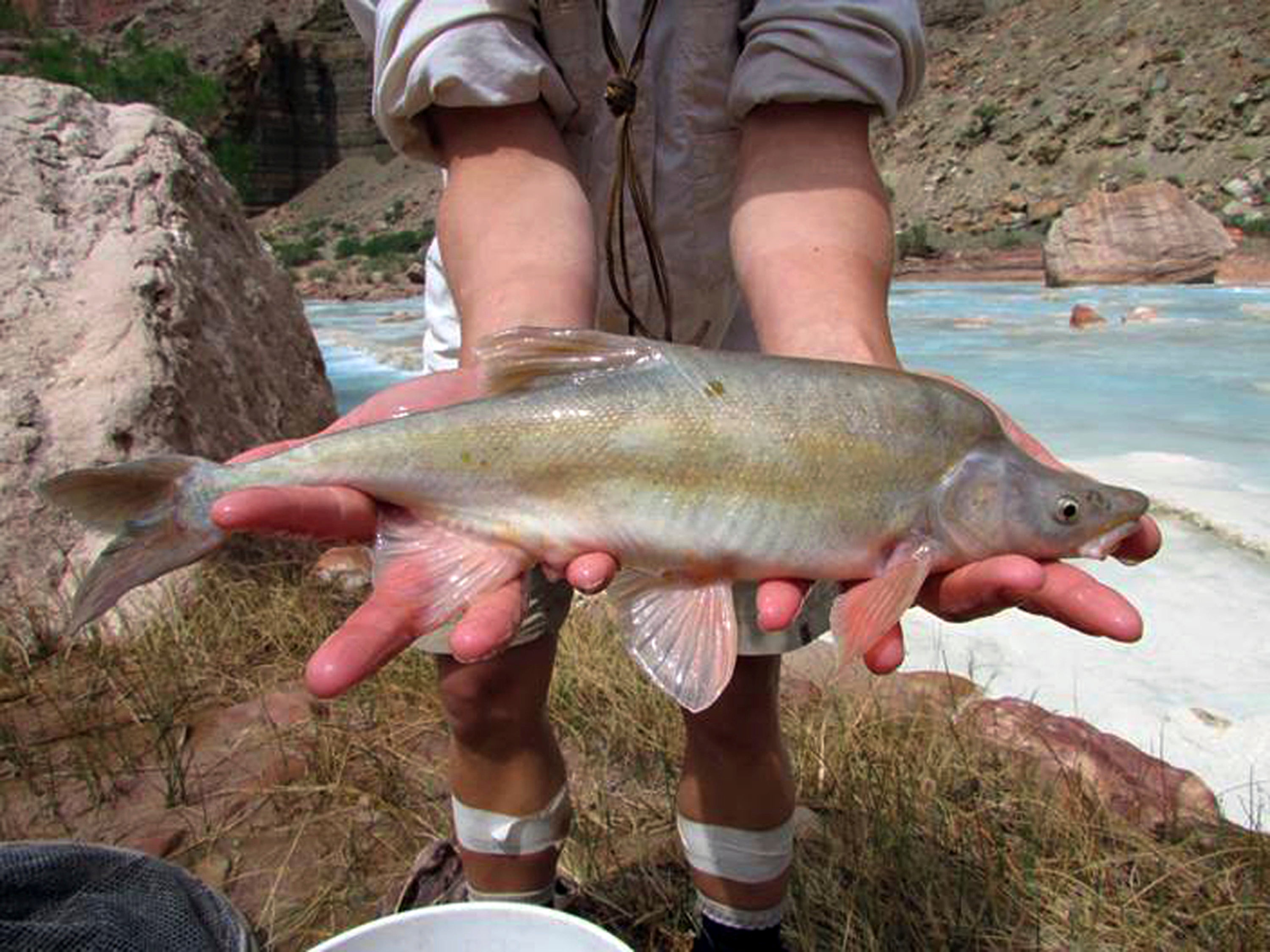 Humpback Chub Protection