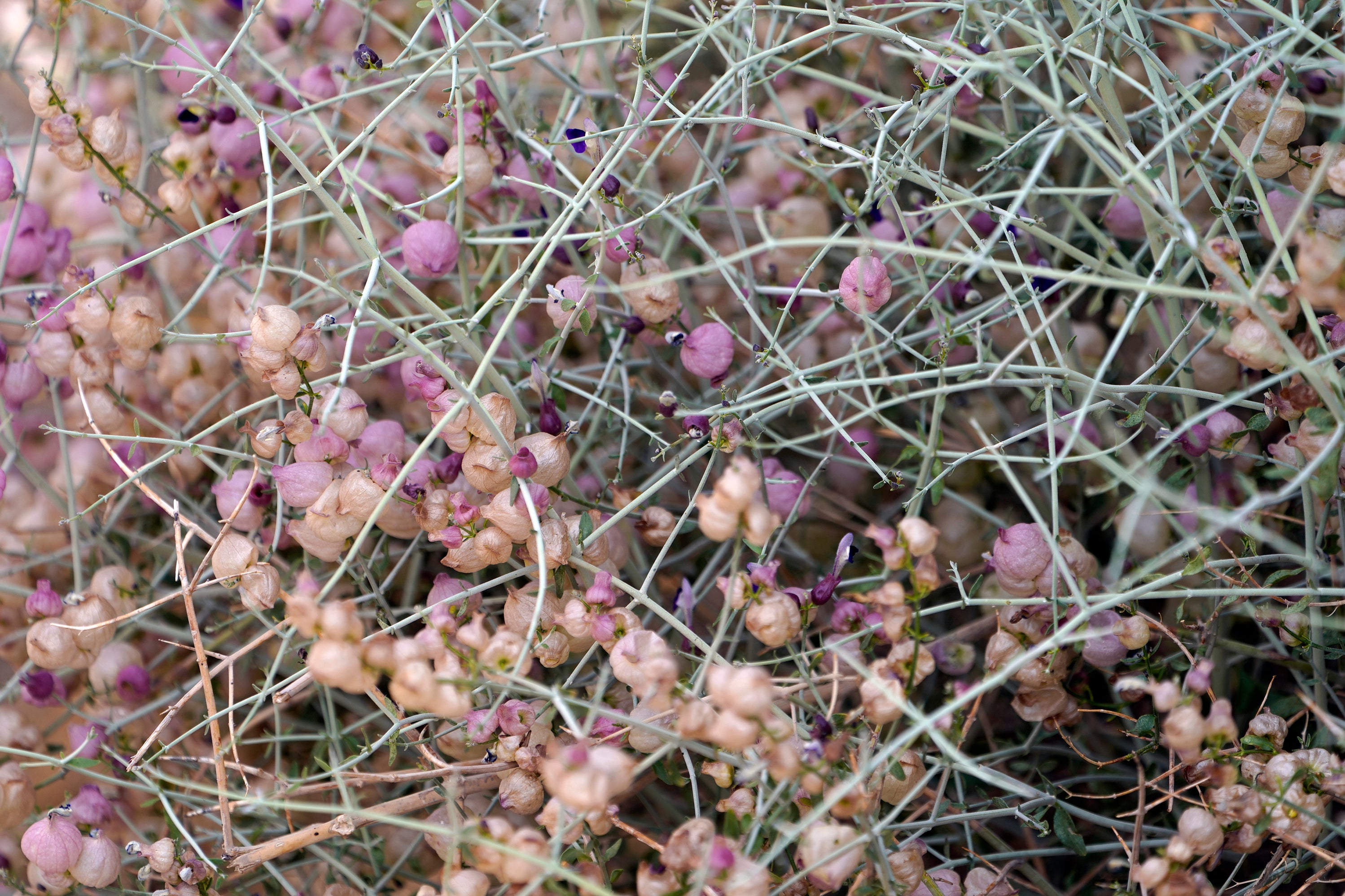 California Desert Seed Banking