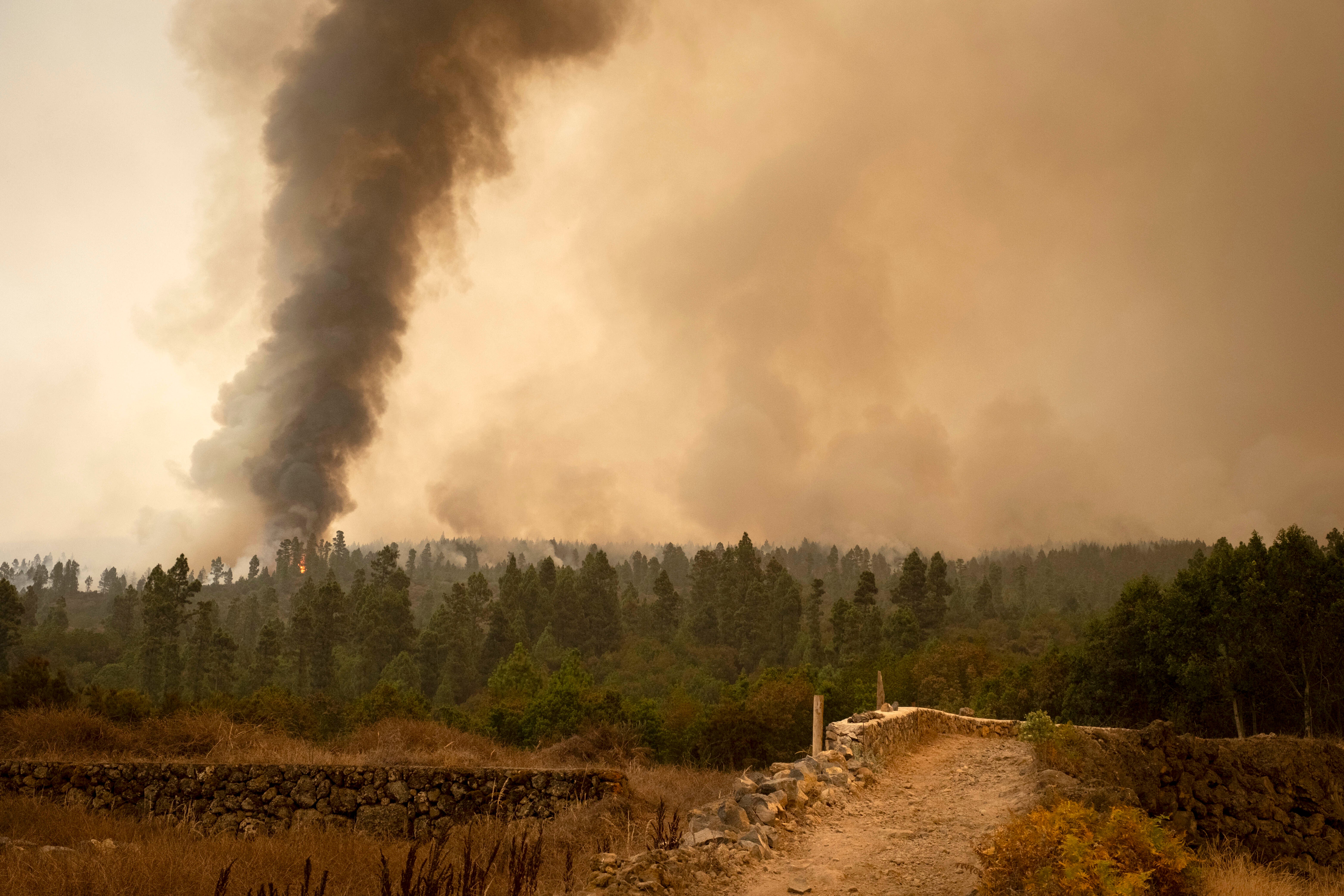 Fire advances through the forest in La Orotava in Tenerife