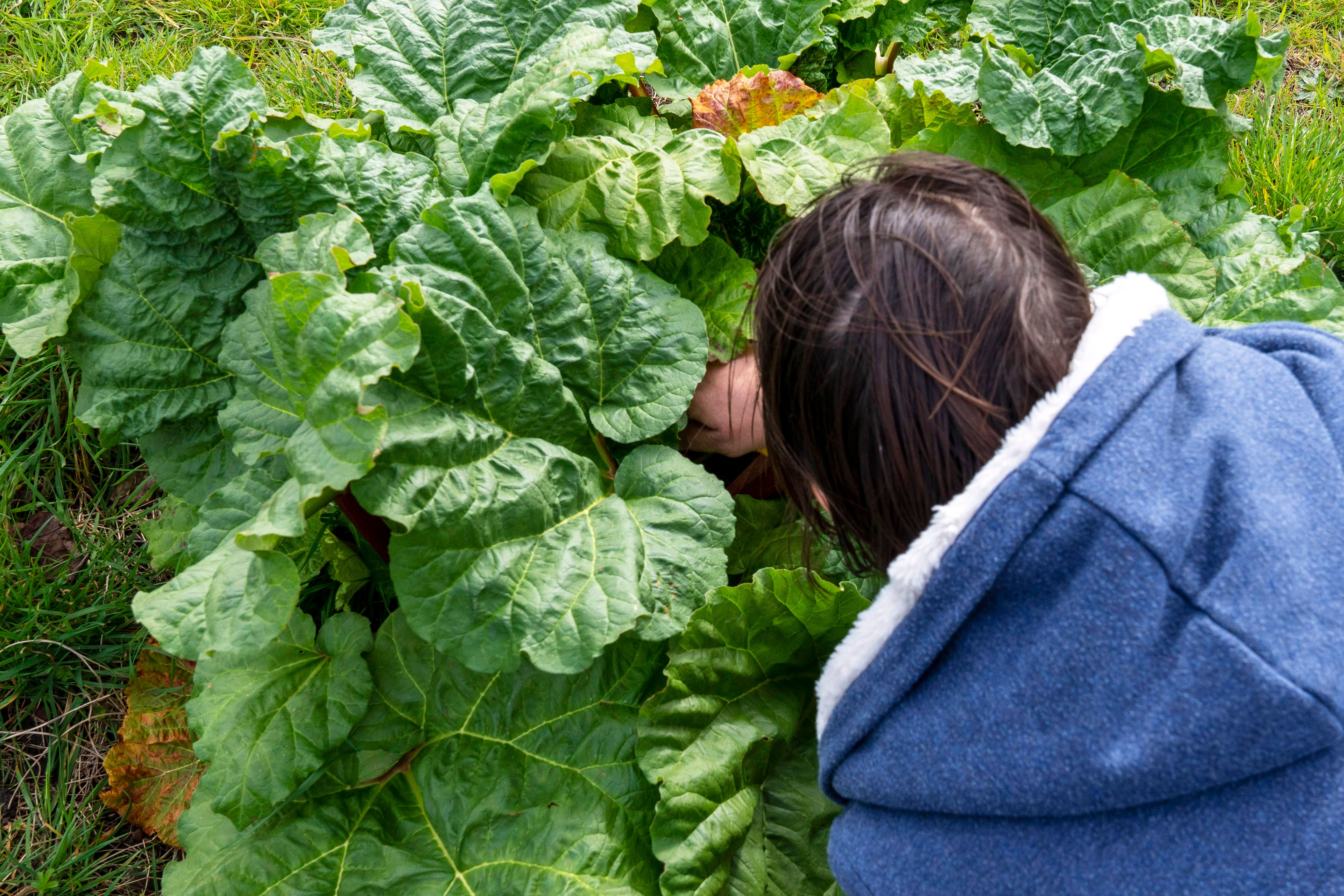 Wide adoption of homegrown fruit and veg could fulfil up to 5.5% of the UK’s supply, researchers estimate (Giles Anderson/PA)