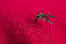 First locally acquired case of malaria reported in Maryland after 40 years