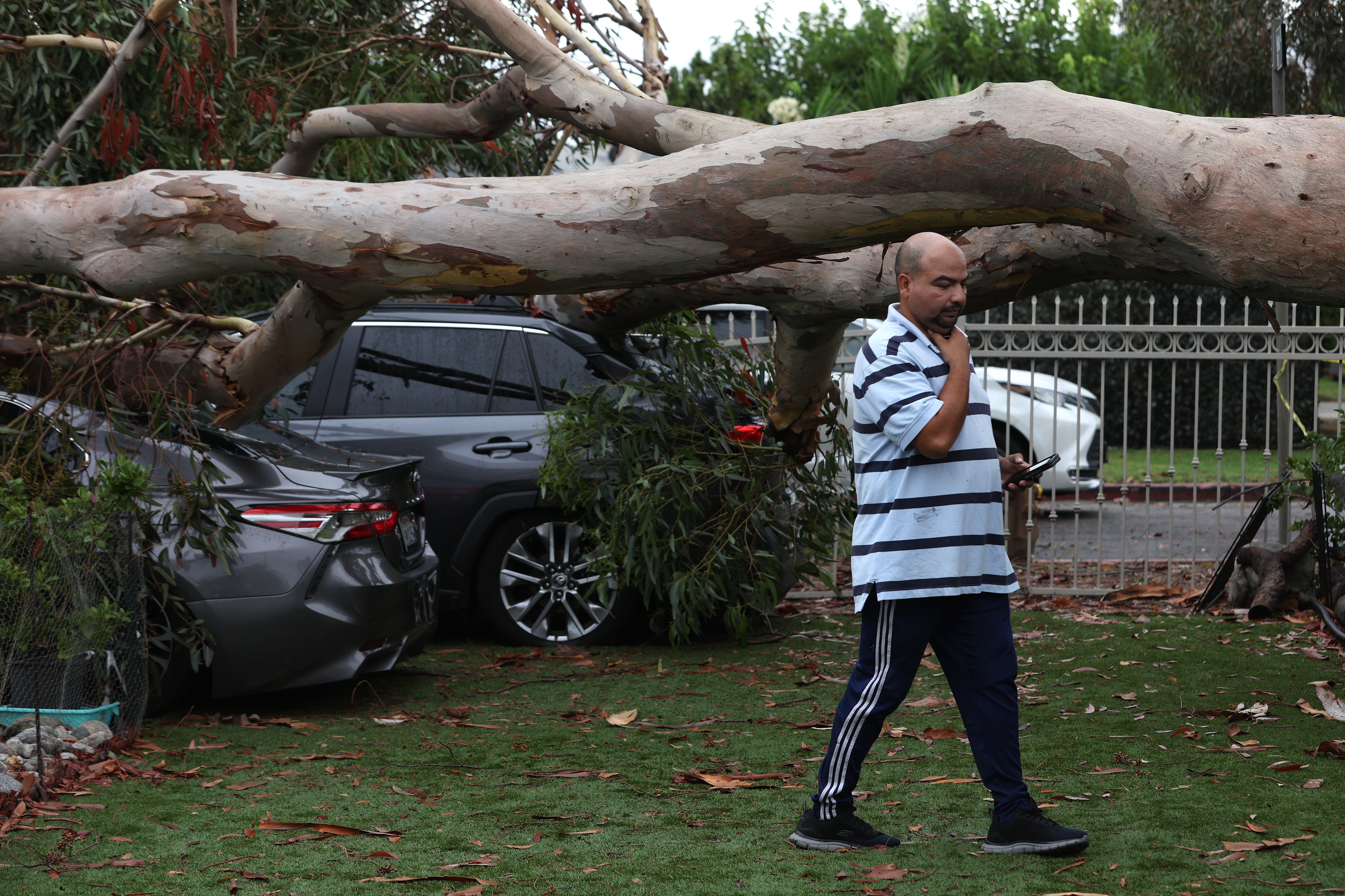 A large eucalyptus tree branch rests on cars after falling overnight as tropical storm Hilary moved through the area on August 21, 2023 in Sun Valley, California