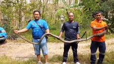 Moment 13ft cobra hiding behind home caught in Thailand