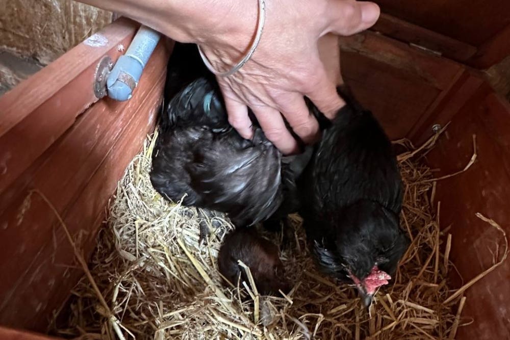 The squirrel was found under a hen (Scottish SPCA/PA)