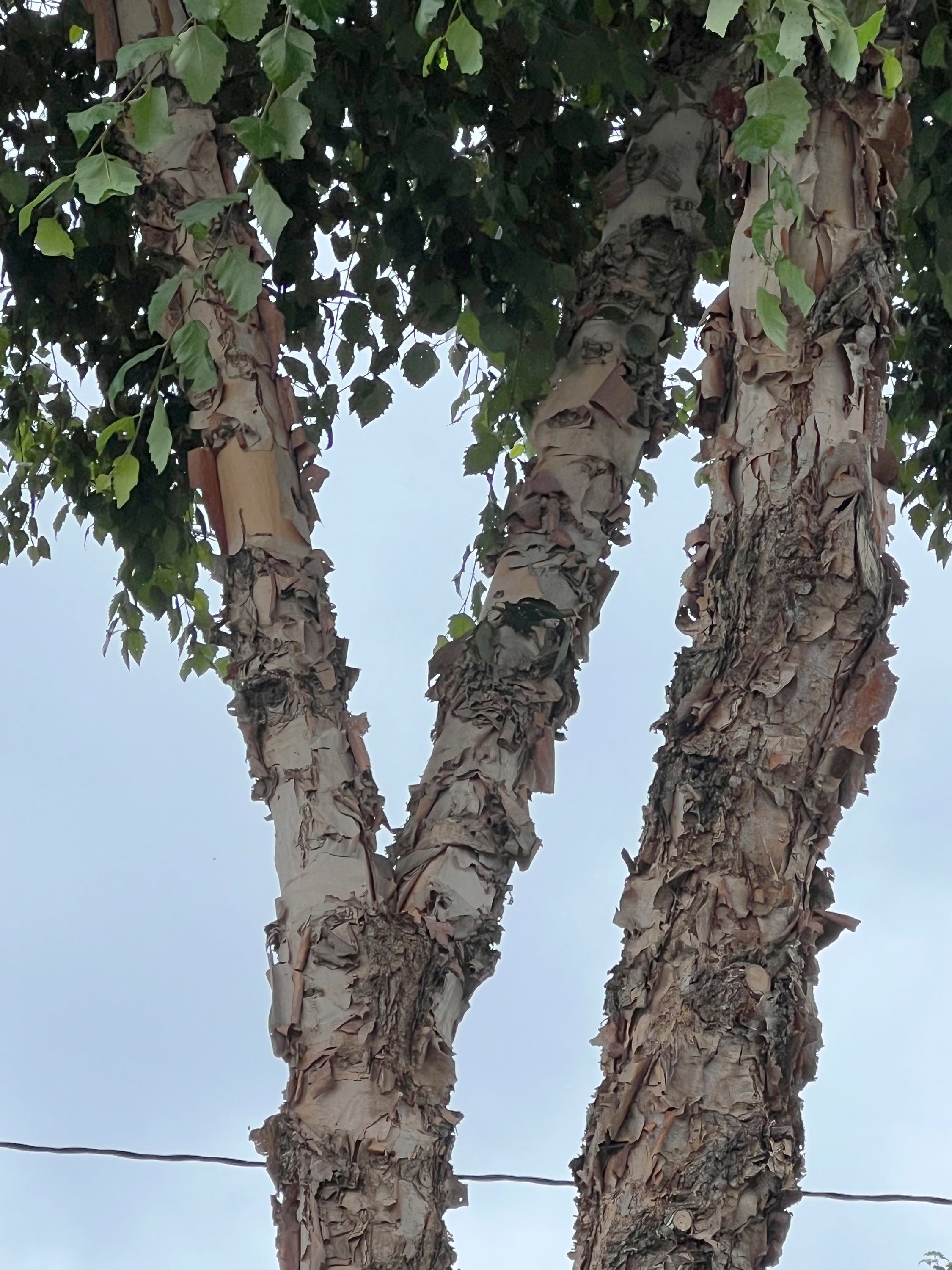 Gardening-Flammable Plants