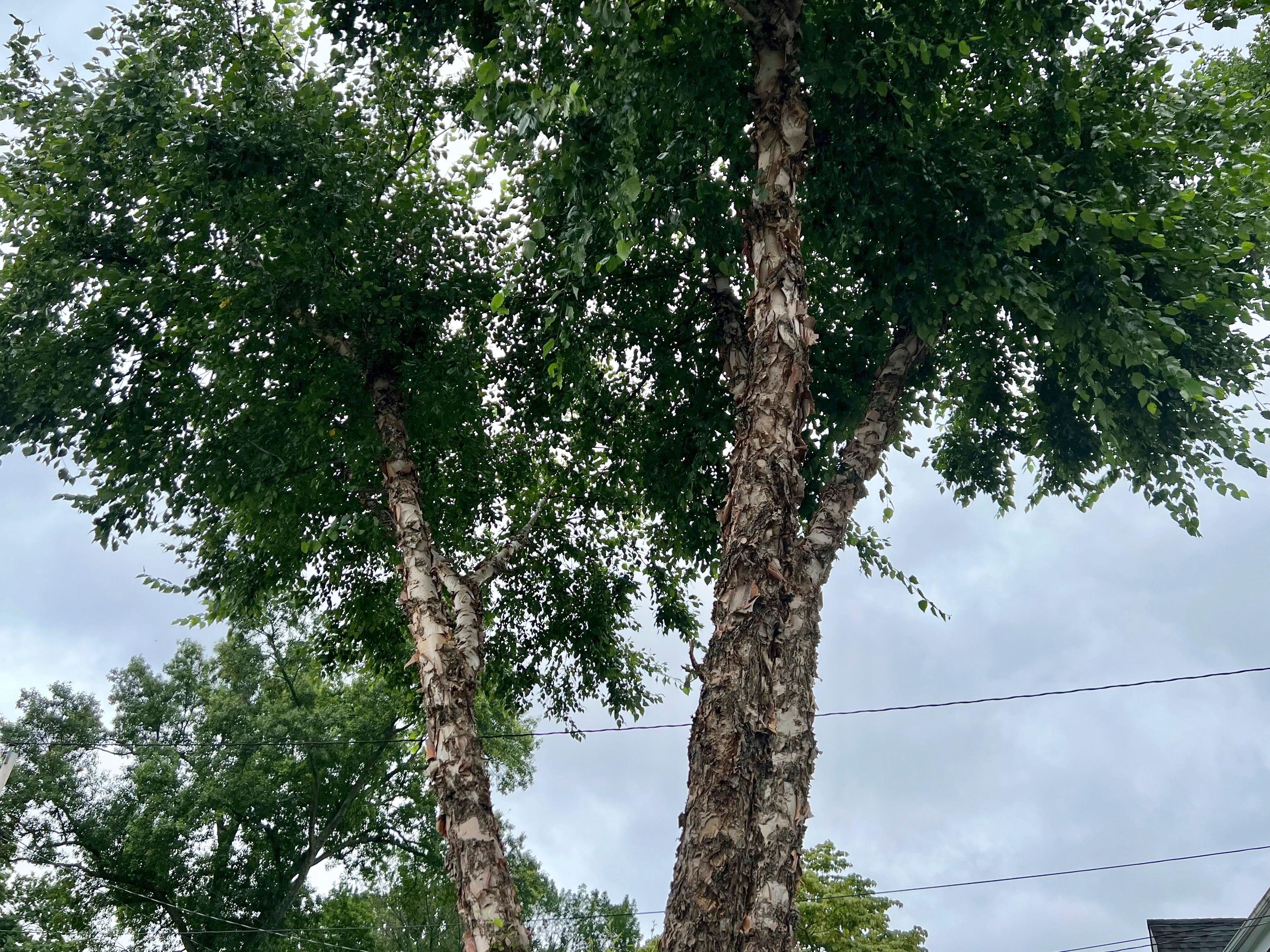 Gardening-Flammable Plants