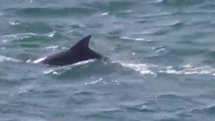 Amazing footage shows dolphins swimming with RNLI lifeboat
