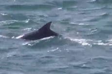 Amazing footage shows dolphins swimming with RNLI lifeboat