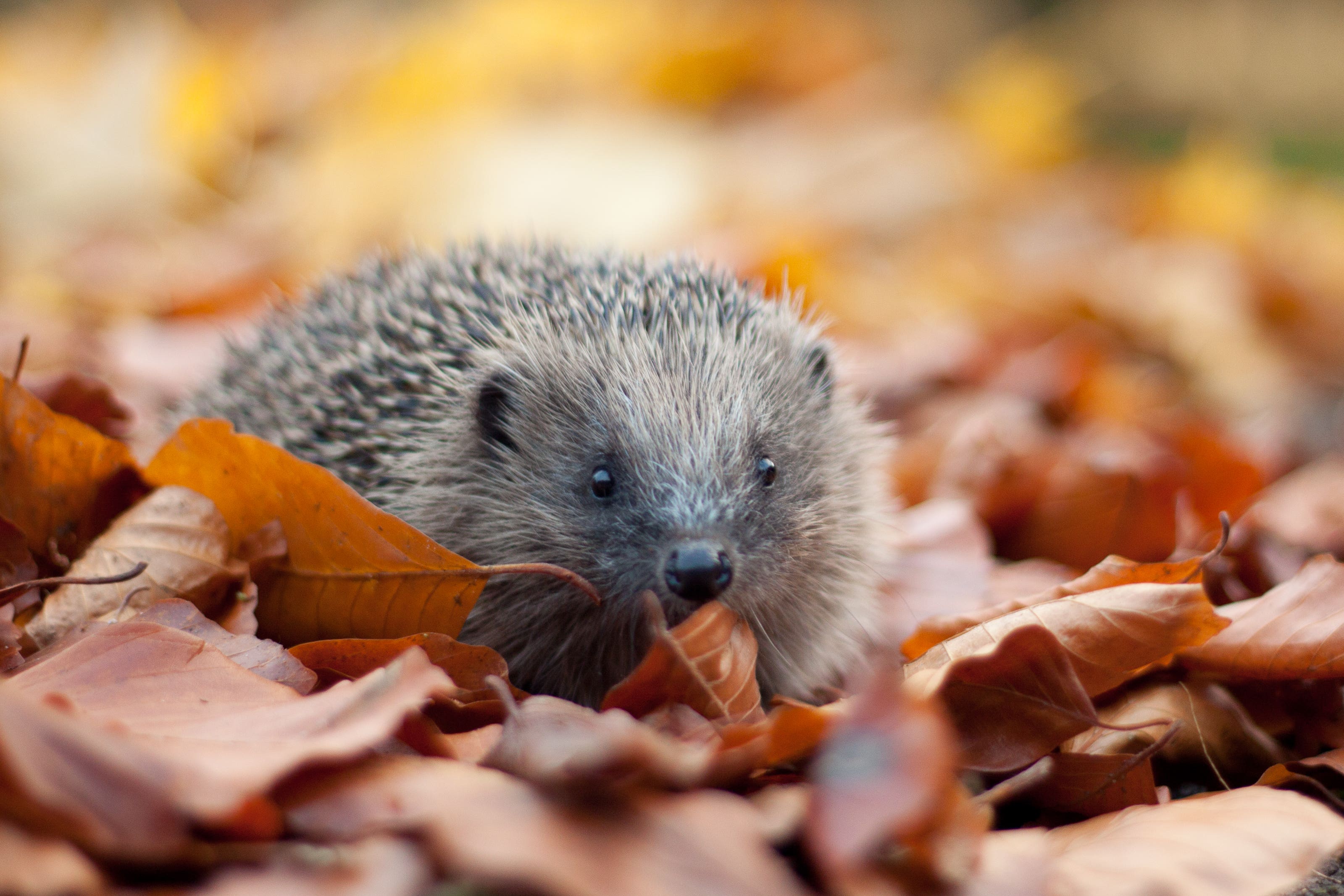 Hedgehogs are among more than 40% of UK species which are in decline in recent years because of pesticide use and a loss of habitat (Tom Marshall/PA)