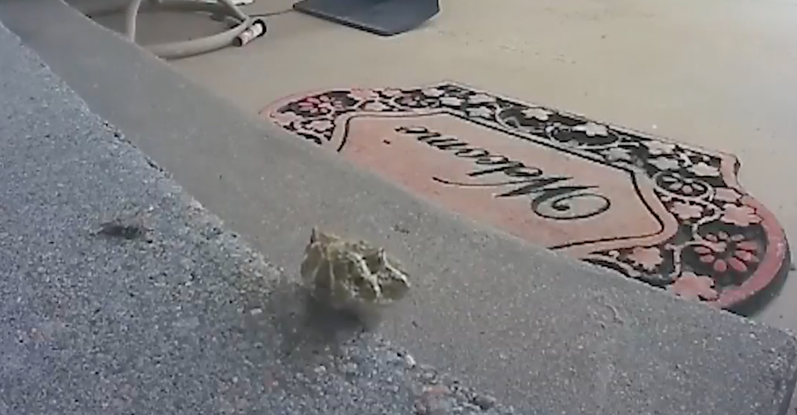 A rattlesnake makes an appearance on a woman’s ring camera as it approaches her home in Nebraska. The snake was eventually killed by a FedEx driver