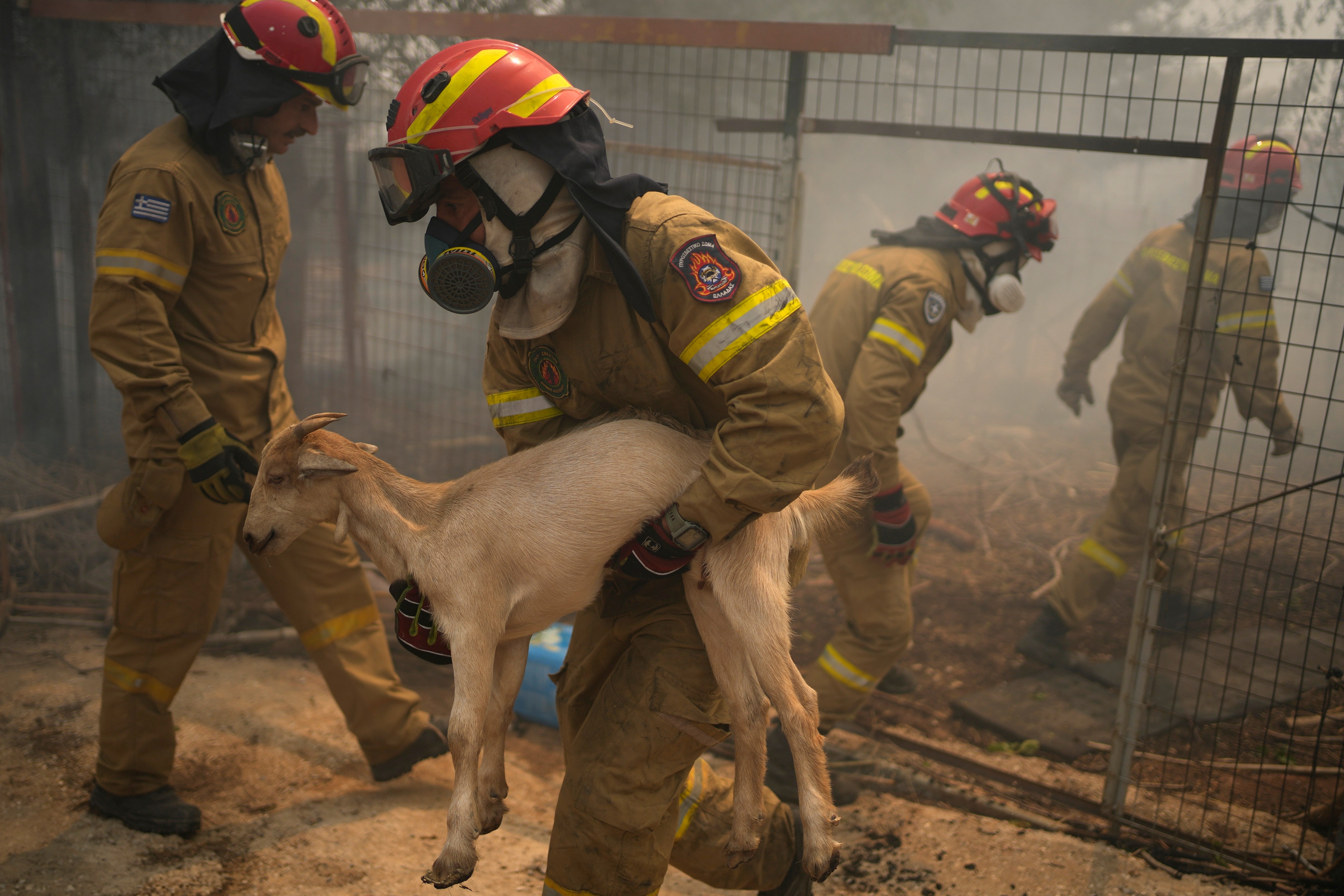 Firefighter evacuate a goat during a wildfire in Acharnes a suburb of northern Athens, Greece, August 23, 2023