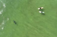 Drone footage captures great white shark swimming just metres away from surfers for 15 minutes at Pismo Beach