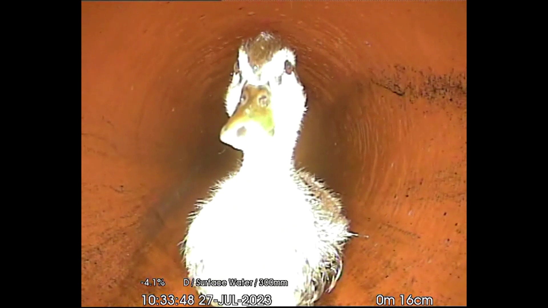 Environment and Flooding Protection staff surveying a sewer spotted the duck with a robotic camera along an underground pipe