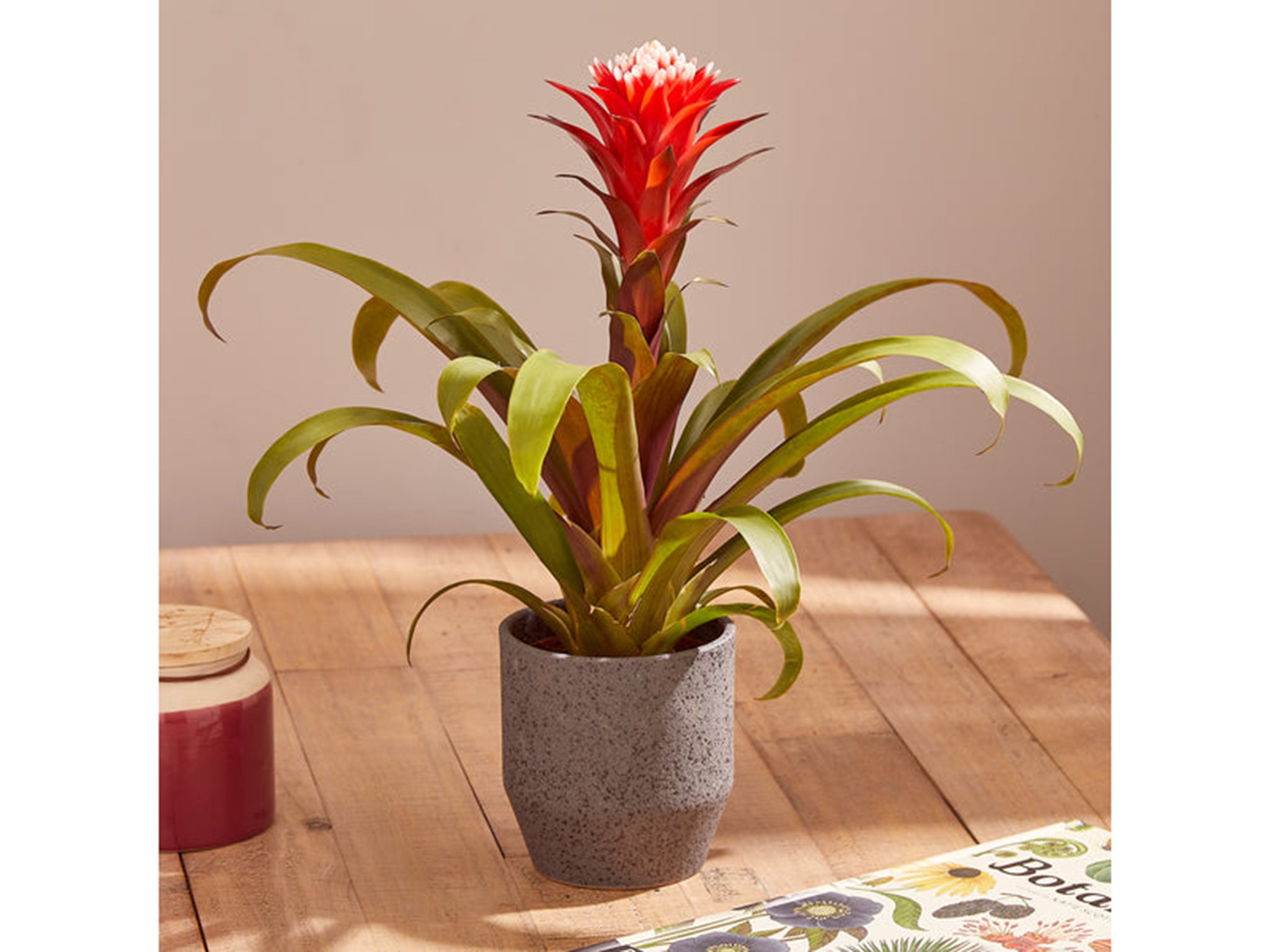 best-gift-for-mum-indybest-review-Guzmania-Hope-detail-3_600x600_crop_center.jpg