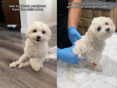 Dog owner documents rescued maltese’s ‘journey to walking again’ after she was suddenly paralysed