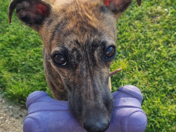 The whippet puppy was beaten to near-death