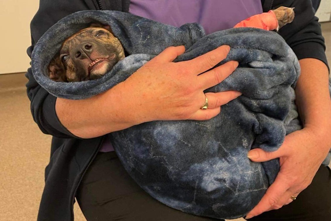 Puppy Terry was beaten by his former owner (RSPCA/PA)