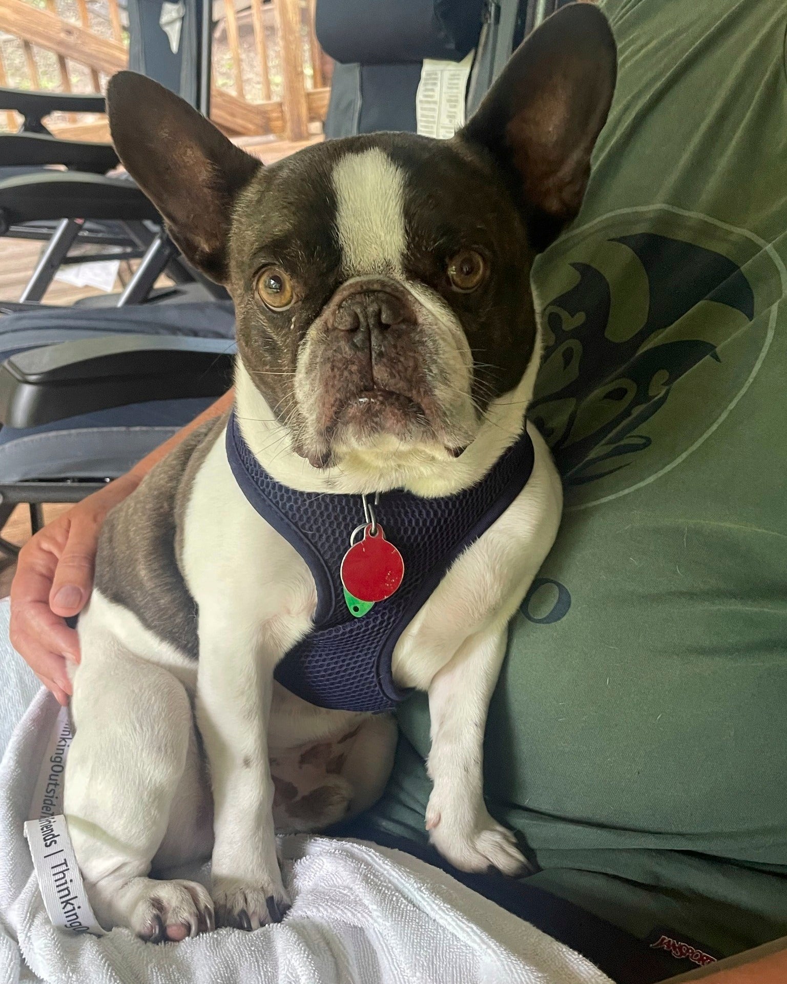 French bulldog was found abandoned