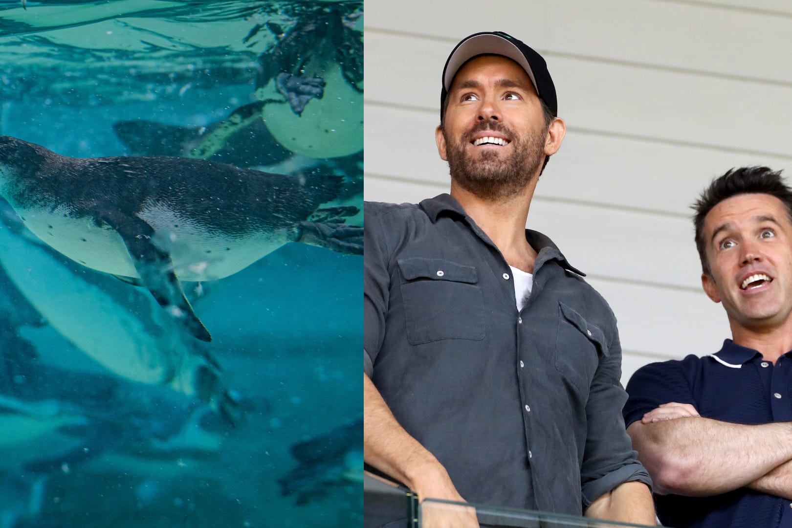 Penguin chicks Rob and Ryan, named after Rob McElhenney and Ryan Reynolds hit the water for the first time as they begin swimming lessons (Chester Zoo/PA)