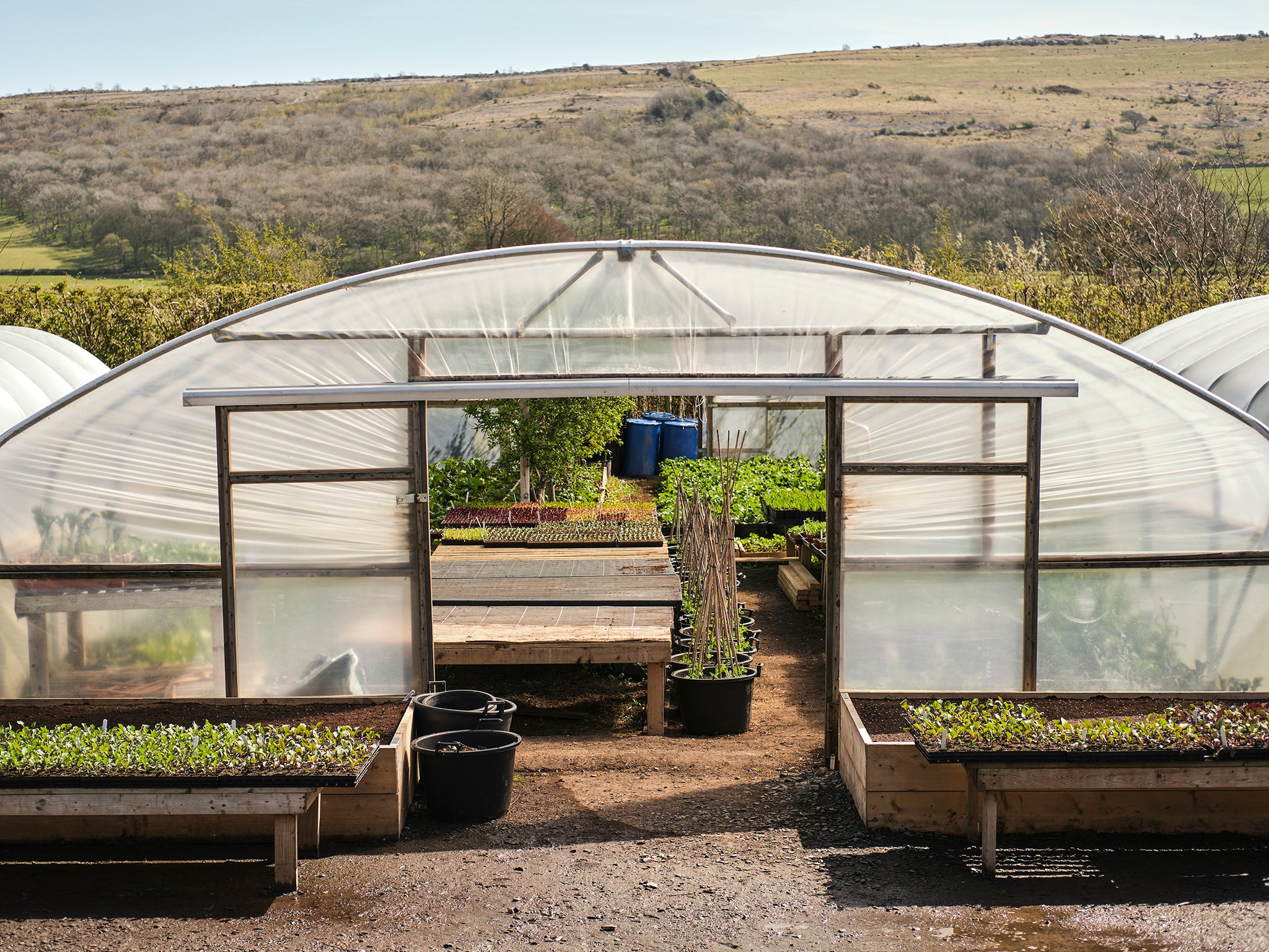 Polytunnels protect the more finicky plants from Cumbria’s often erratic weather, and houses some of the restaurant’s experiments