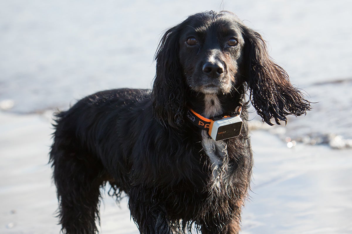 Brucella canis has spread from dogs to humans in the UK (stock image)