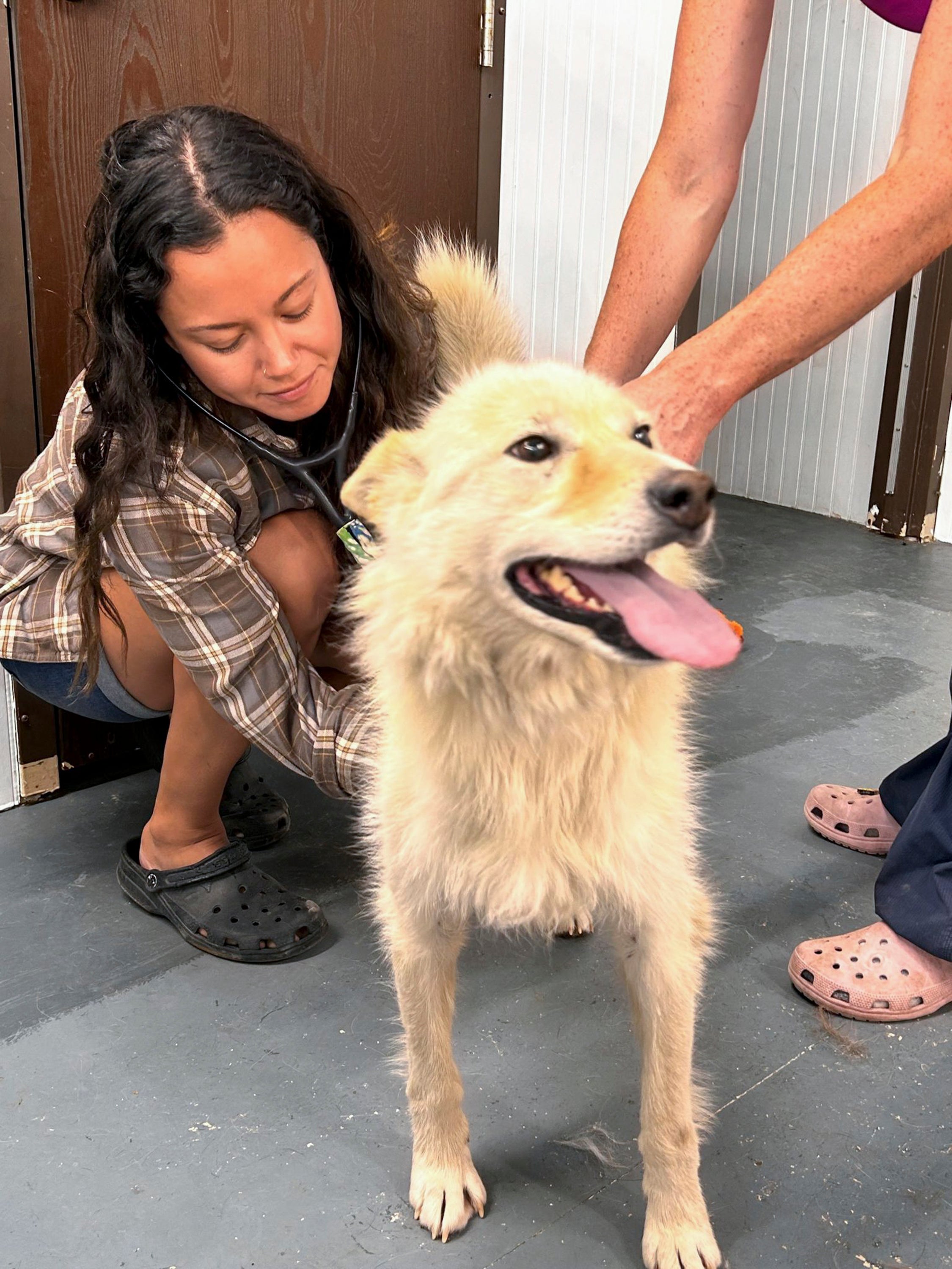 Canada Wildfires Pets