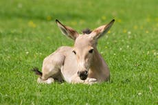 Zoo celebrates birth of critically-endangered African wild ass